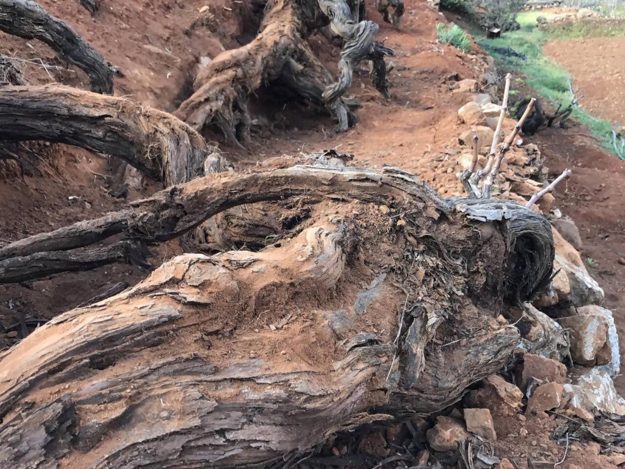 Rural Rugama Villa Puerto del Rosario  Dış mekan fotoğraf