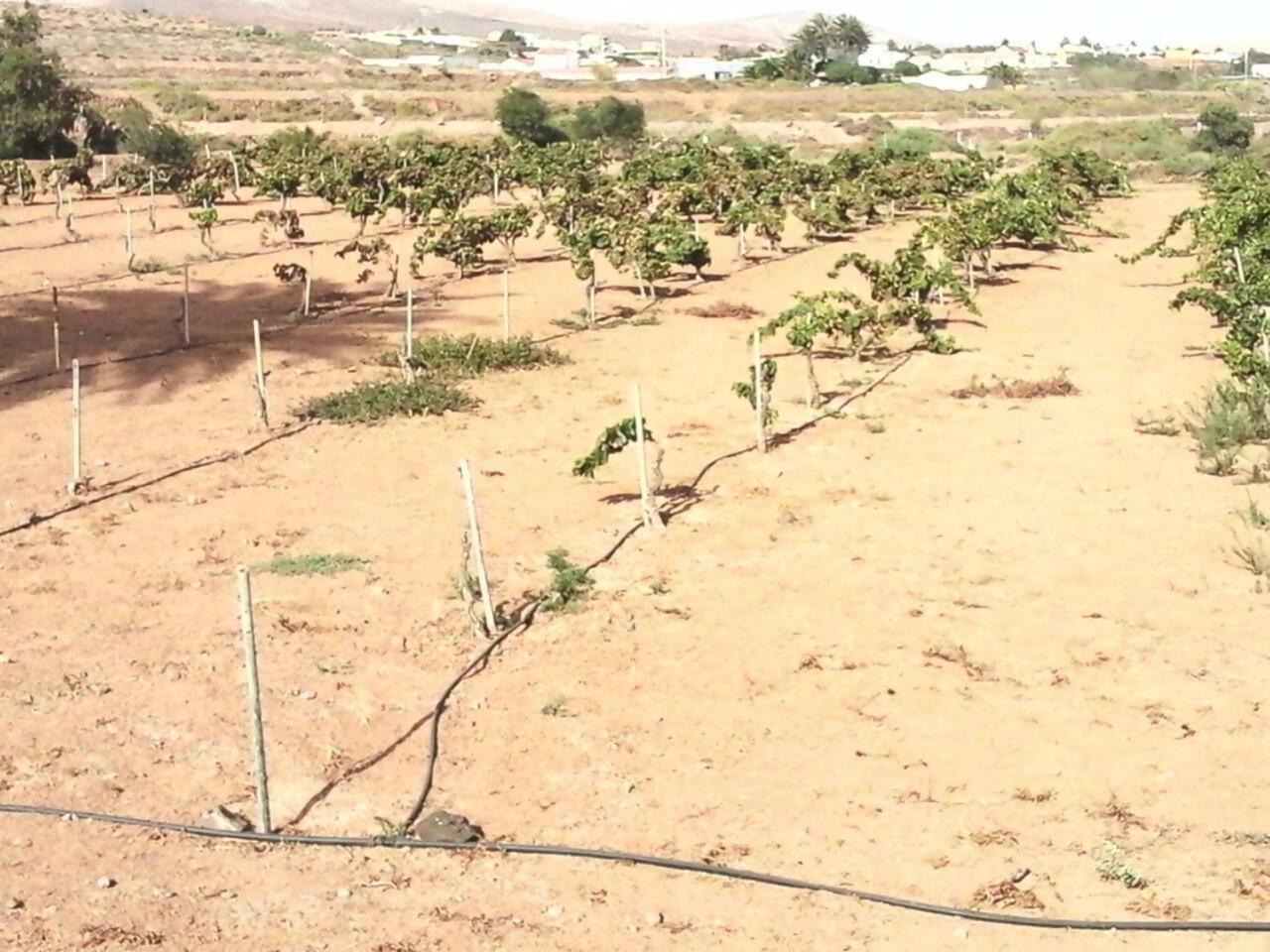 Rural Rugama Villa Puerto del Rosario  Dış mekan fotoğraf